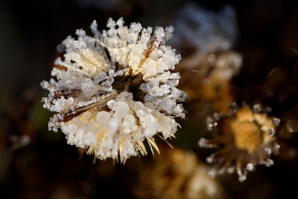 Whitefrost