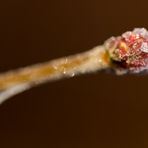 Whitefrost