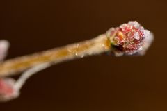 Whitefrost
