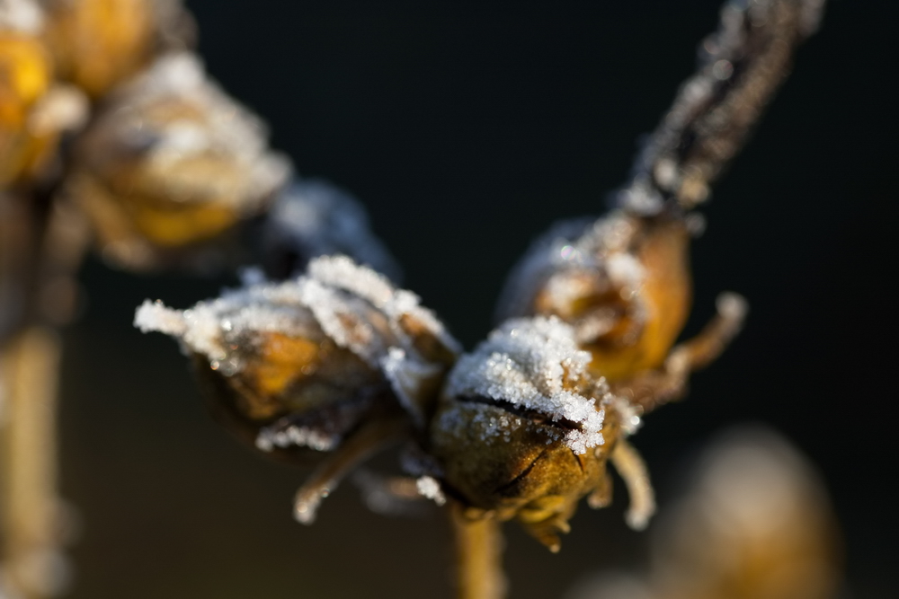 Whitefrost