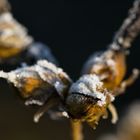 Whitefrost