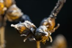 Whitefrost