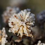 Whitefrost