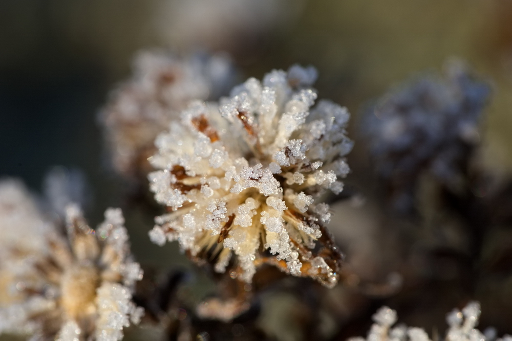 Whitefrost