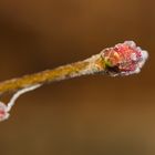 Whitefrost