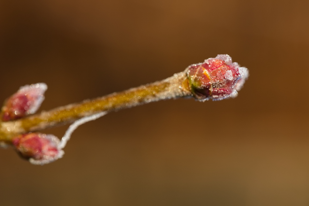 Whitefrost