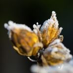 Whitefrost