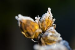Whitefrost