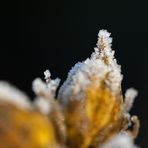 Whitefrost