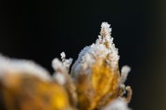 Whitefrost