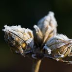 Whitefrost