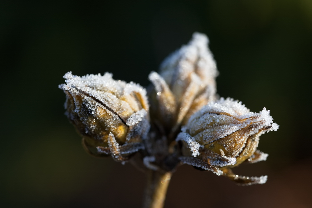 Whitefrost