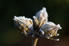 Whitefrost