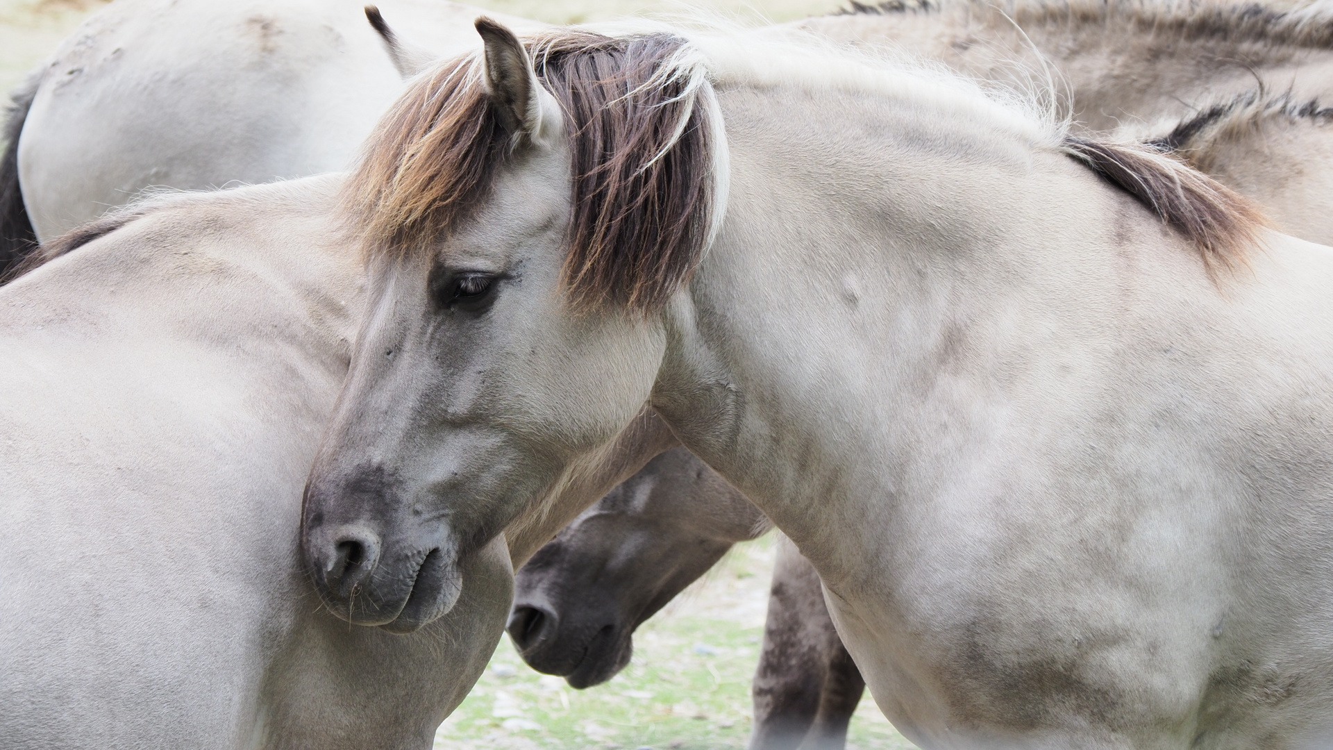 WhiteHorses