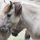 WhiteHorses