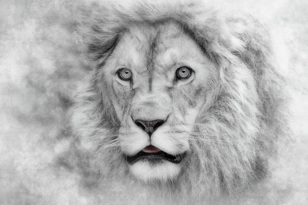 "WhiteLion"