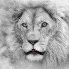 "WhiteLion"