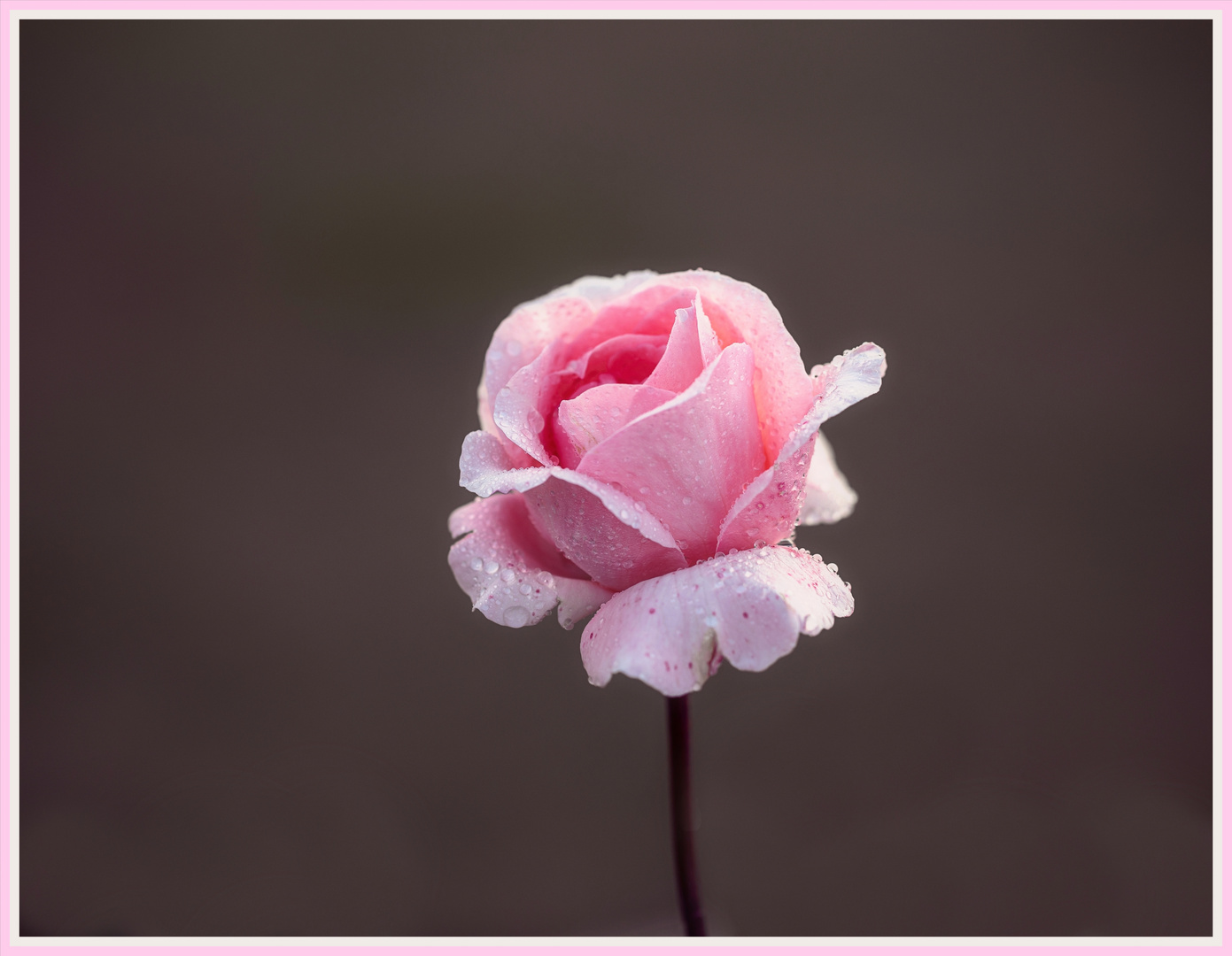 'Whiter Shade of Pale' hybrid tea-rose