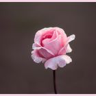 'Whiter Shade of Pale' hybrid tea-rose