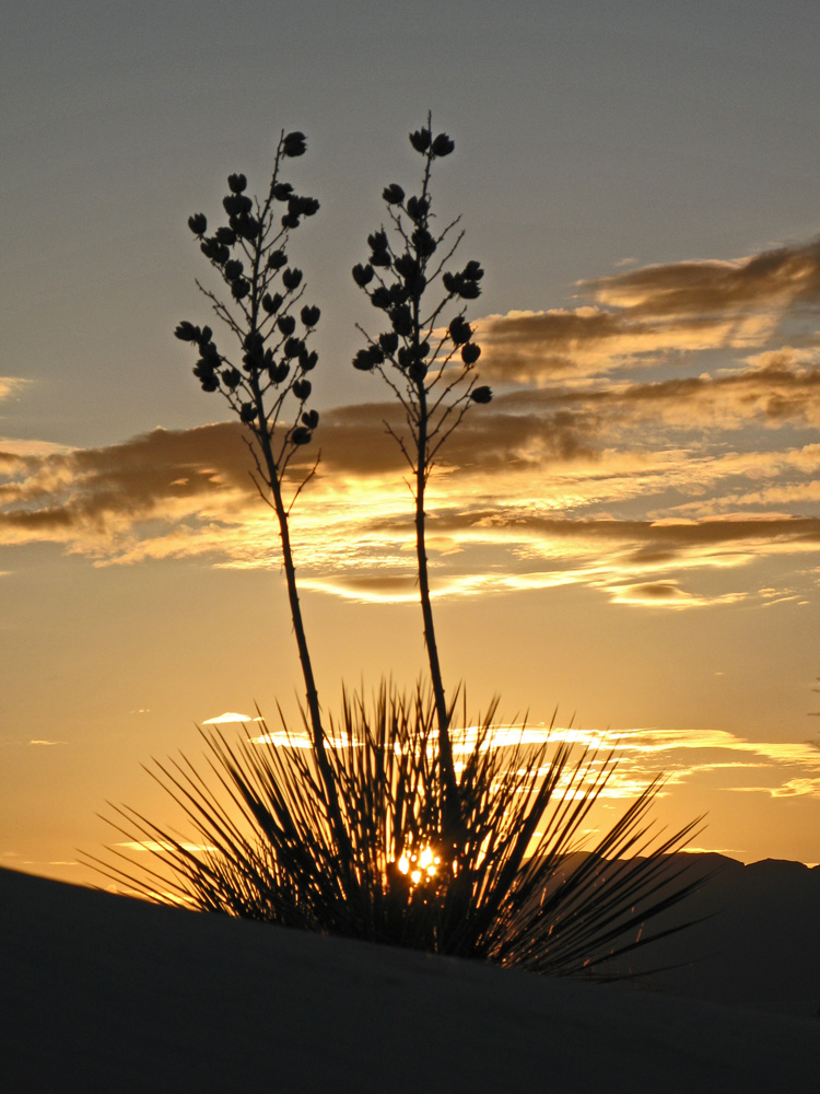 Whitesands, New Mexico by Dietlinde Bamberger