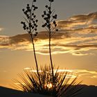 Whitesands, New Mexico