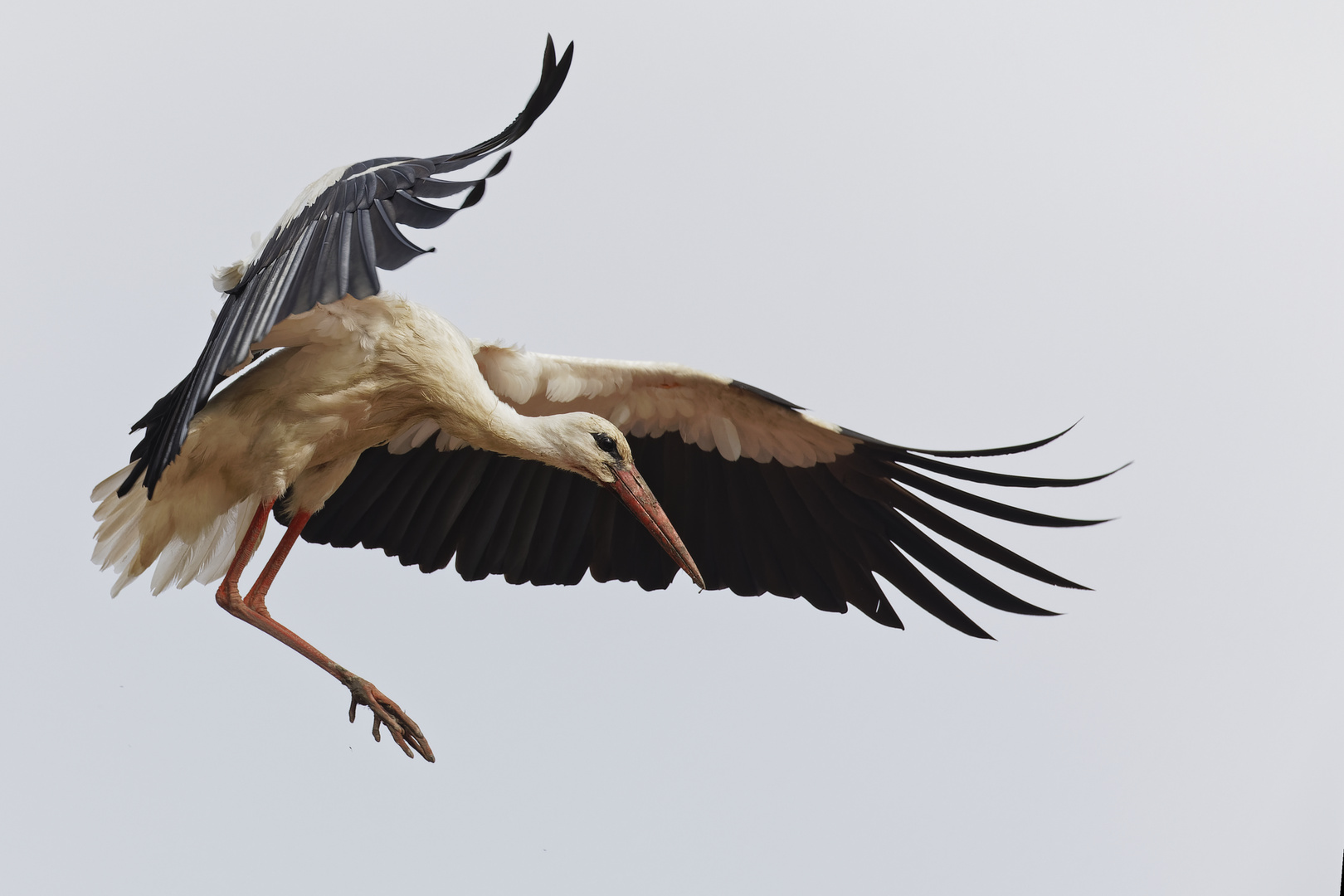 Whitestork Landing