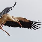 Whitestork Landing