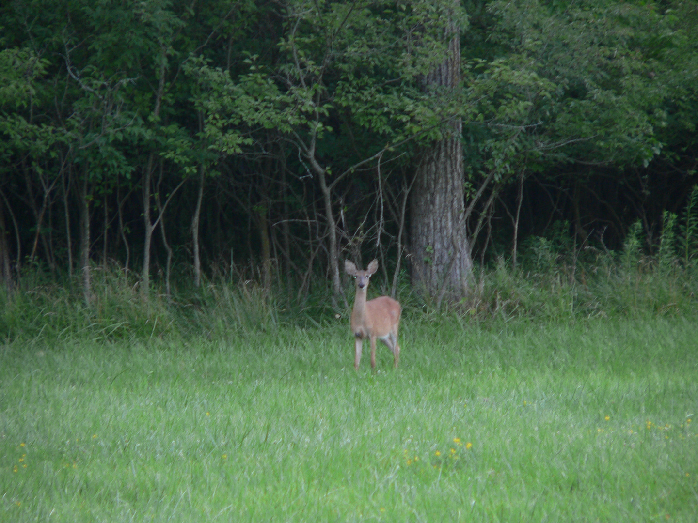 Whitetail