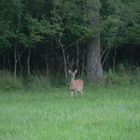 Whitetail