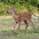 Whitetail Deer Fawn