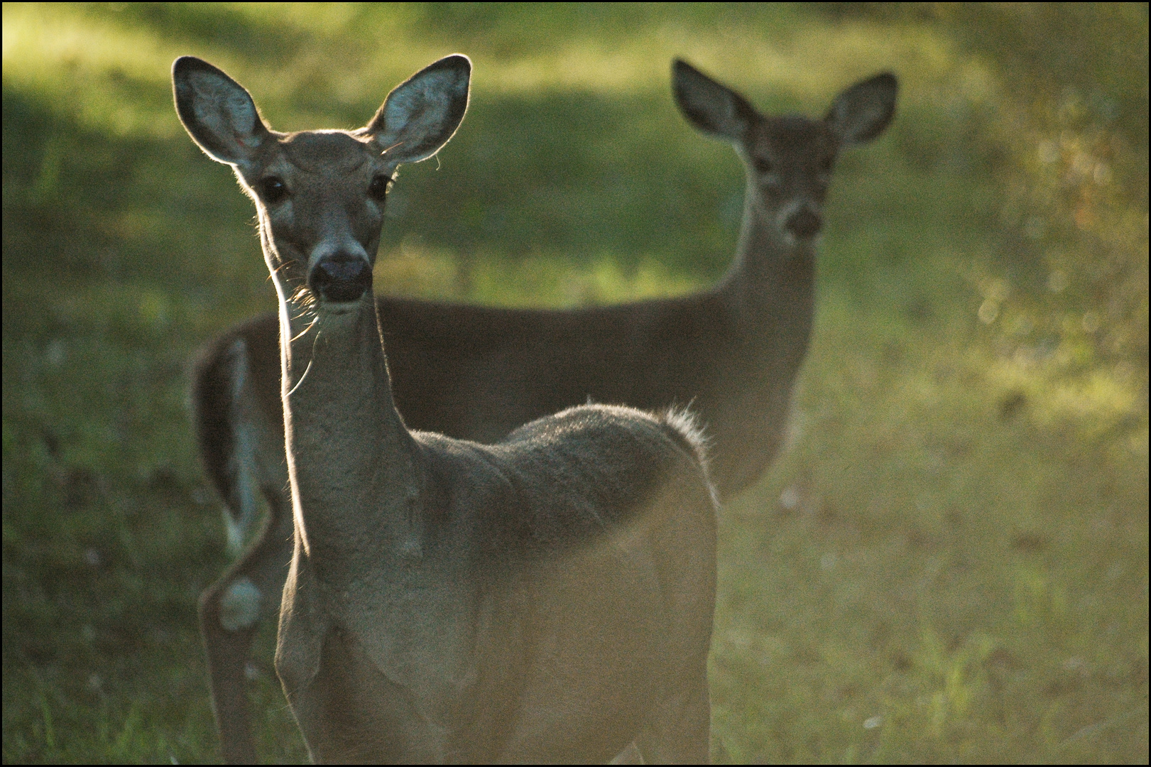 Whitetail Deer times two