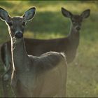 Whitetail Deer times two