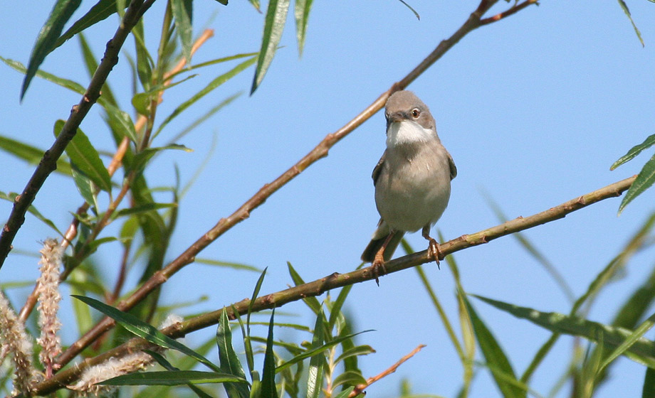 Whitethroat