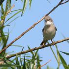 Whitethroat