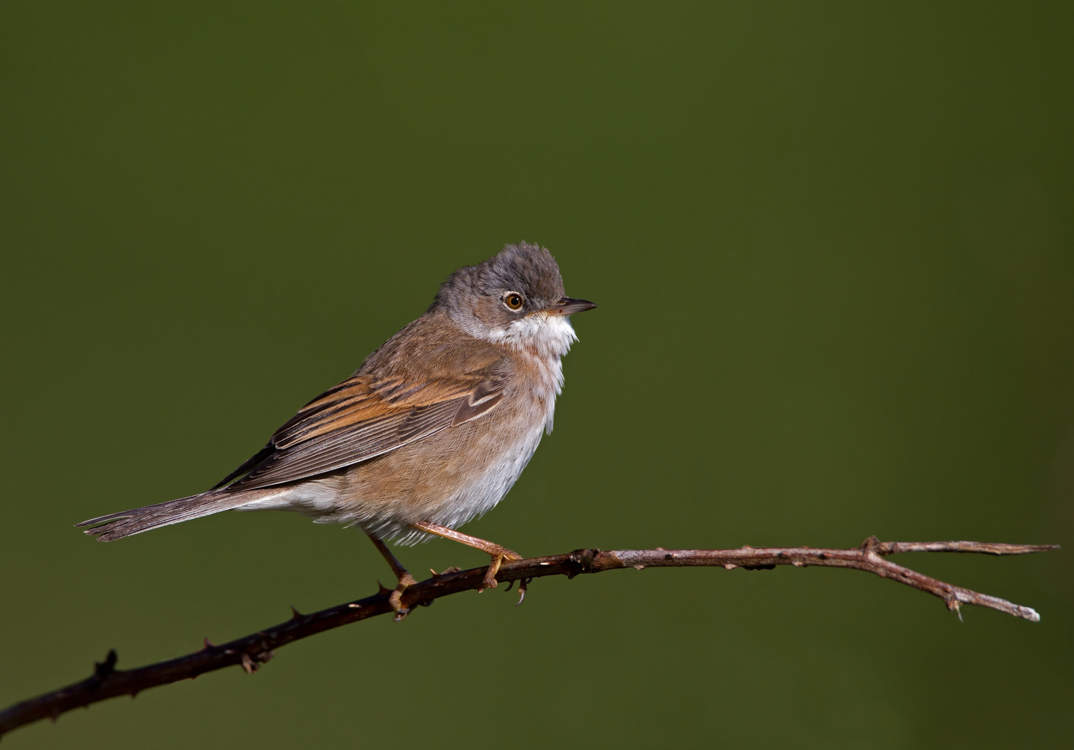 whitethroat