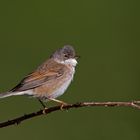 whitethroat