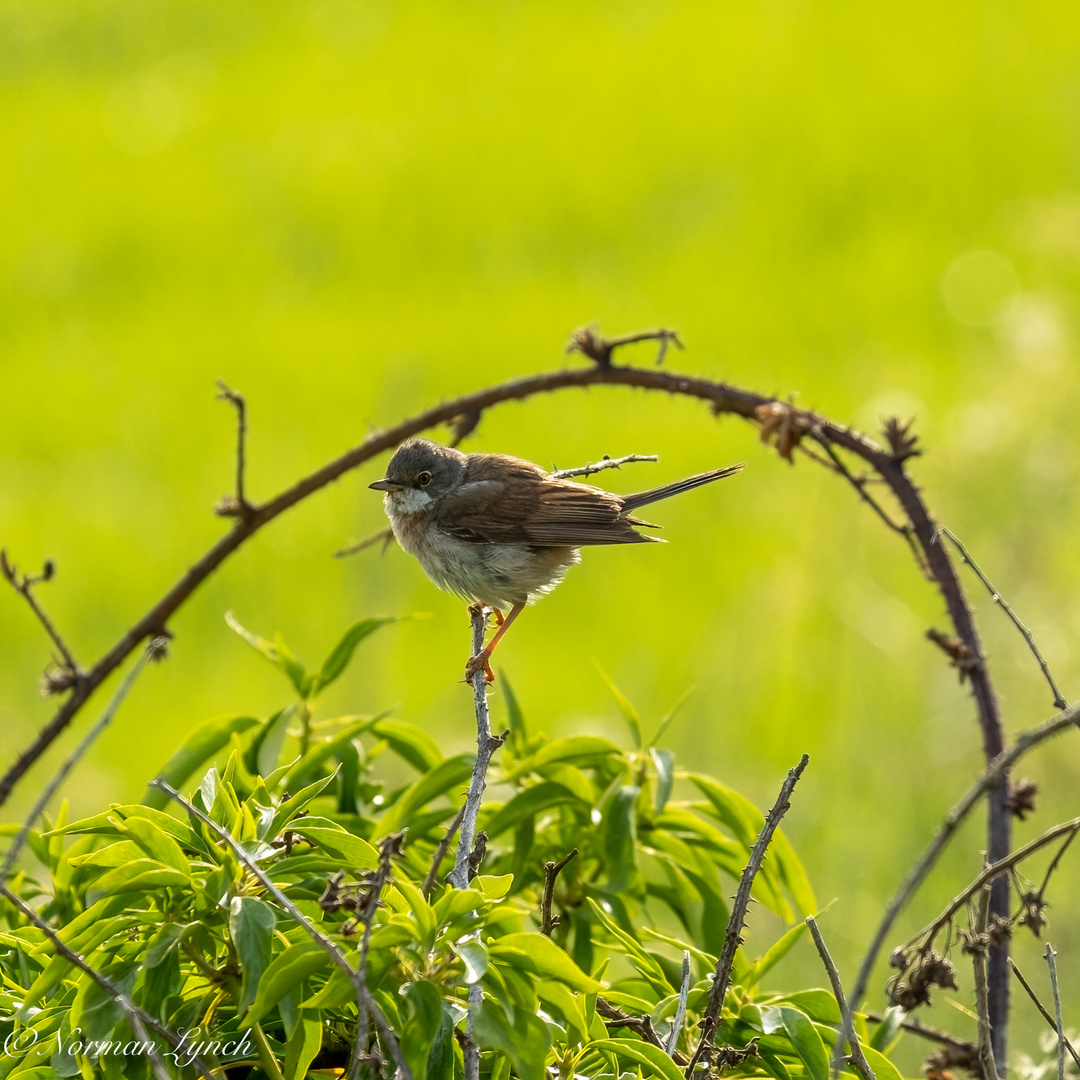 Whitethroat (sylvia communis)  