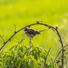 Whitethroat (sylvia communis)  