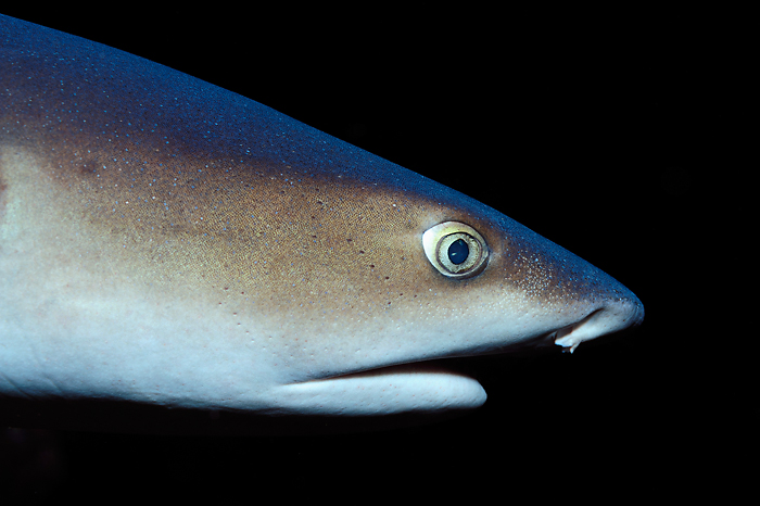 Whitetip-reefshark