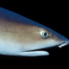 Whitetip-reefshark