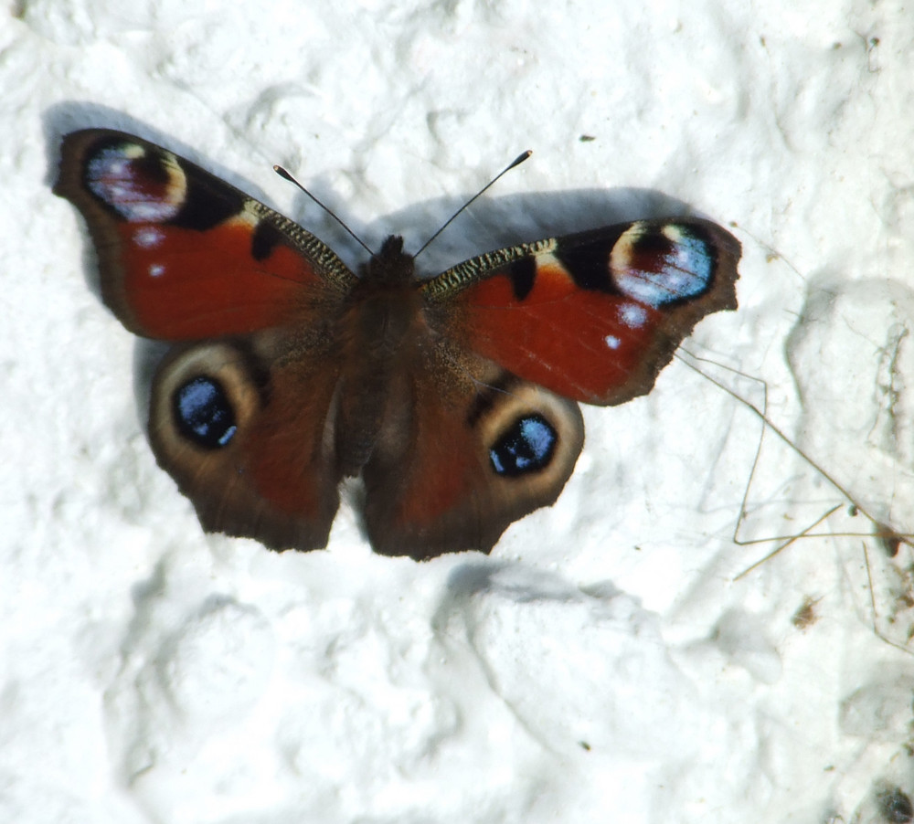 Whitewall Butterfly