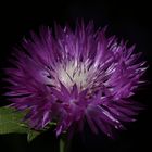 Whitewash cornflower( Centaurea dealbata)