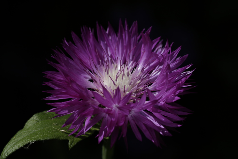 Whitewash cornflower( Centaurea dealbata)