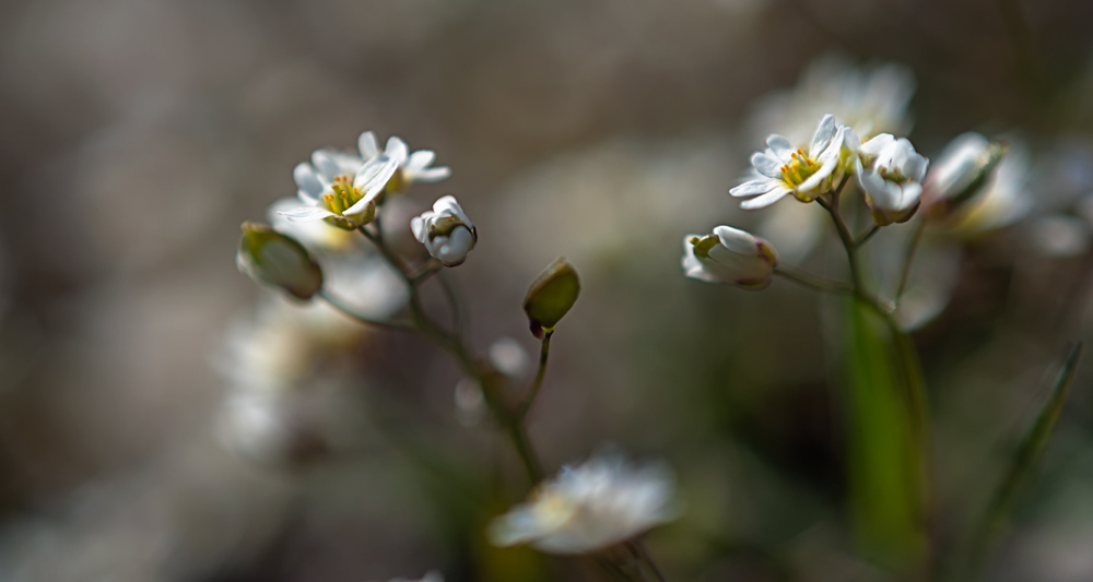 whitlow-grass