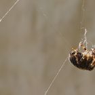 who destroyed the spider web? the photographer not!