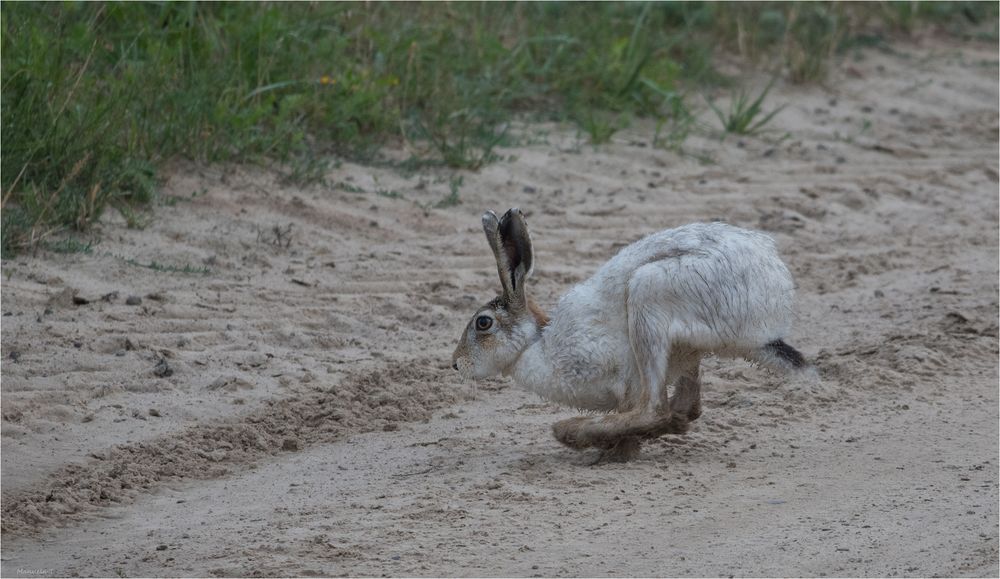 Who is hopping there?