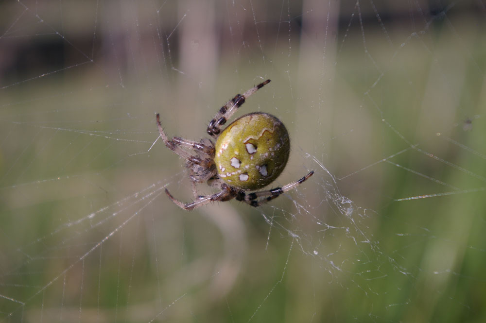 Who knows the name of this spider?