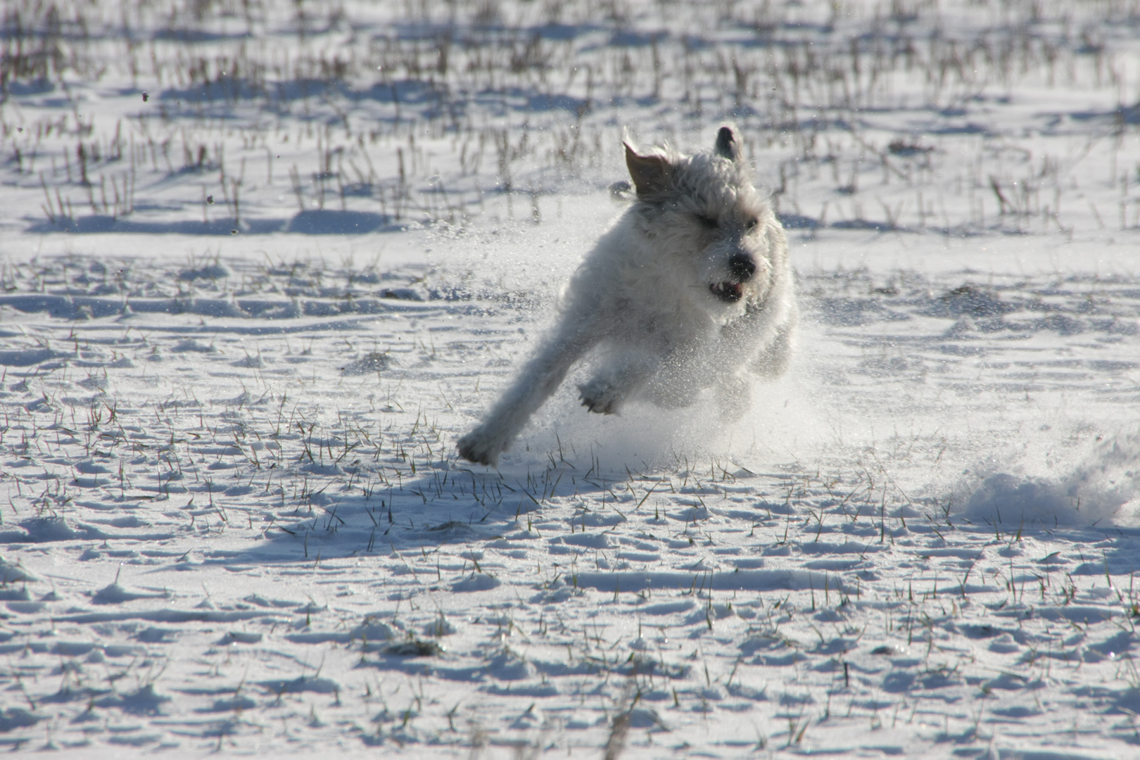 Who let the dog out?