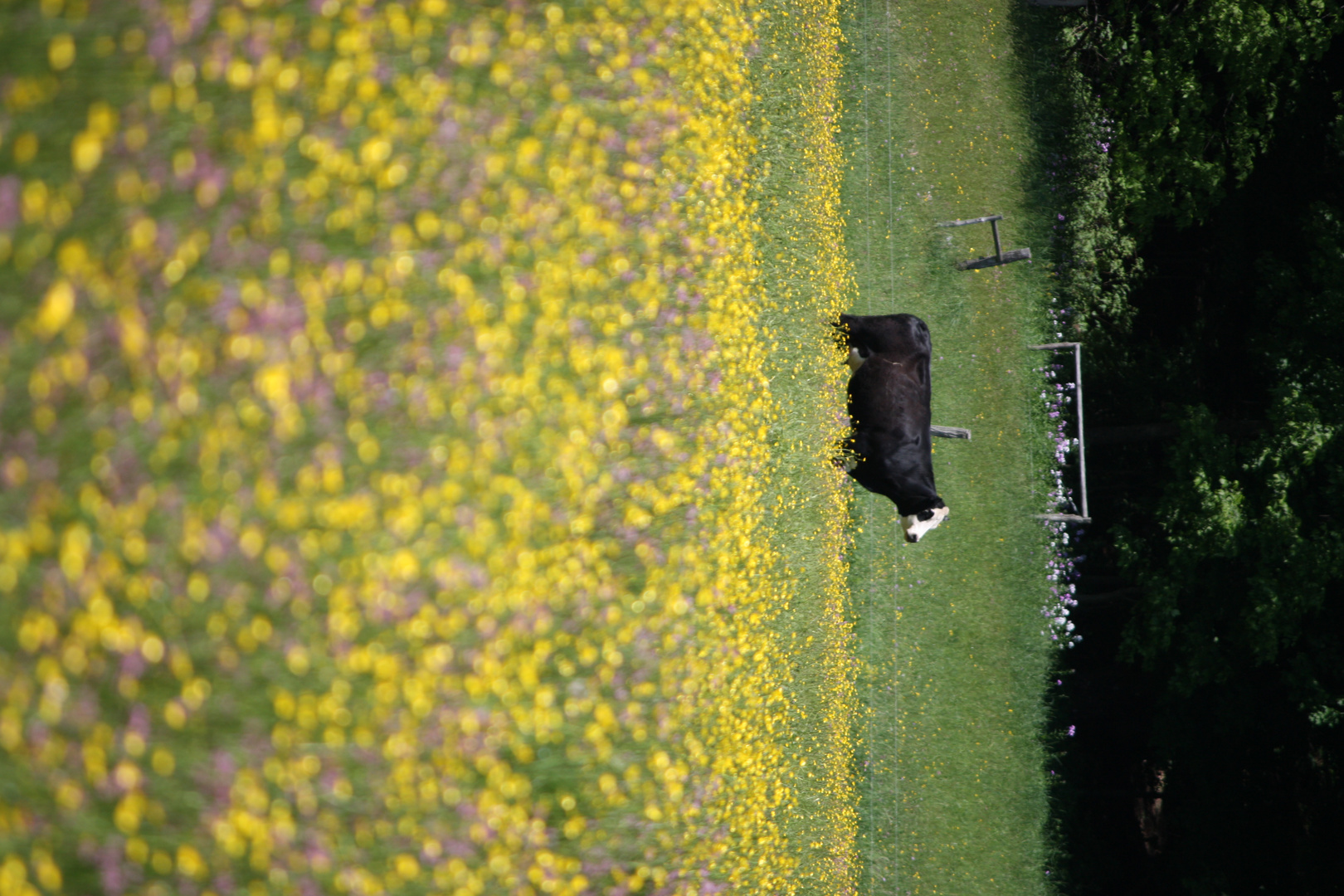 Who says NY cows aren't happy.