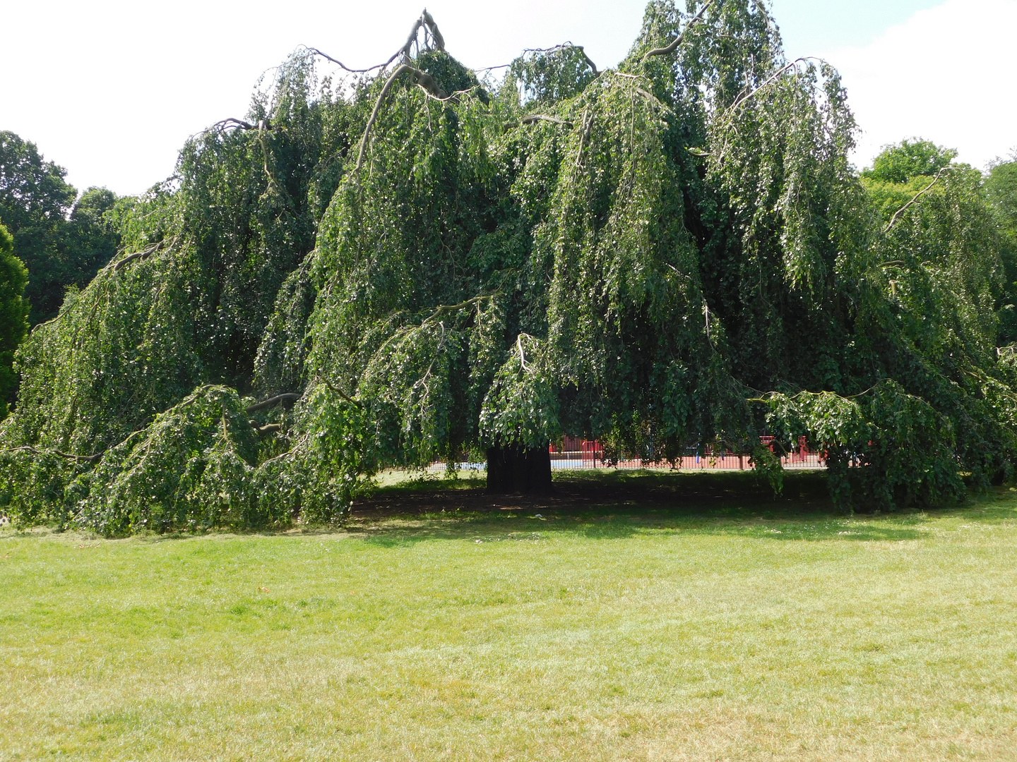 whomping willow tree